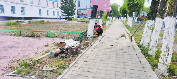 Деревья около Многопрофильного гуманитарно-технического колледжа превратились в пеньки