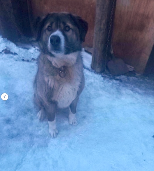 Жестокое убийство алабая расследуют в Карагандинской области