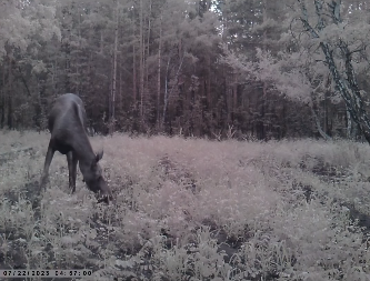 В Павлодарской области в лесу в фотоловушки попали сразу несколько диких животных
