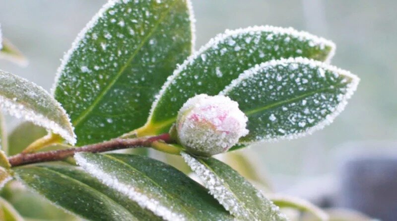 На севере Казахстана ожидаются морозы до минус 8