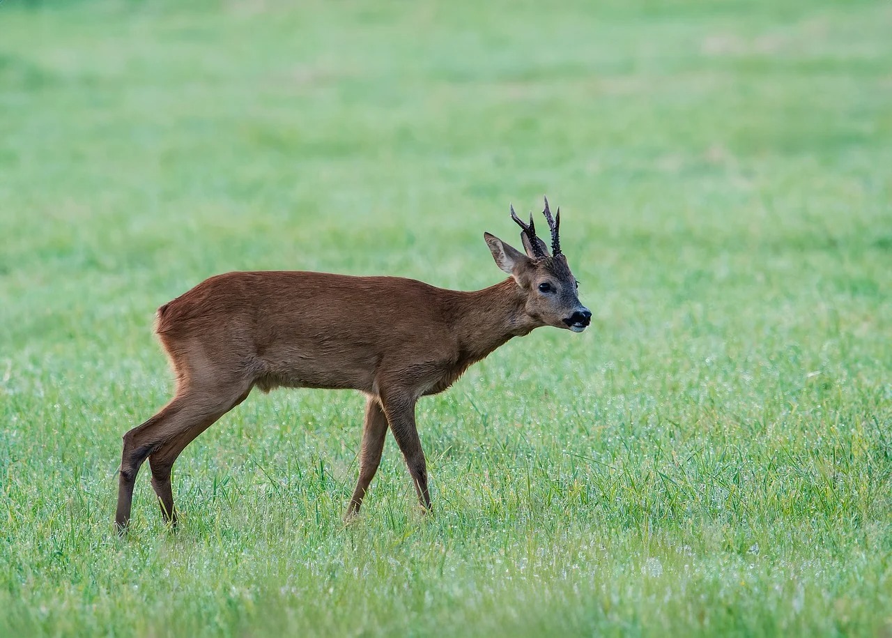 В СКО преступная группа отстреливала косуль