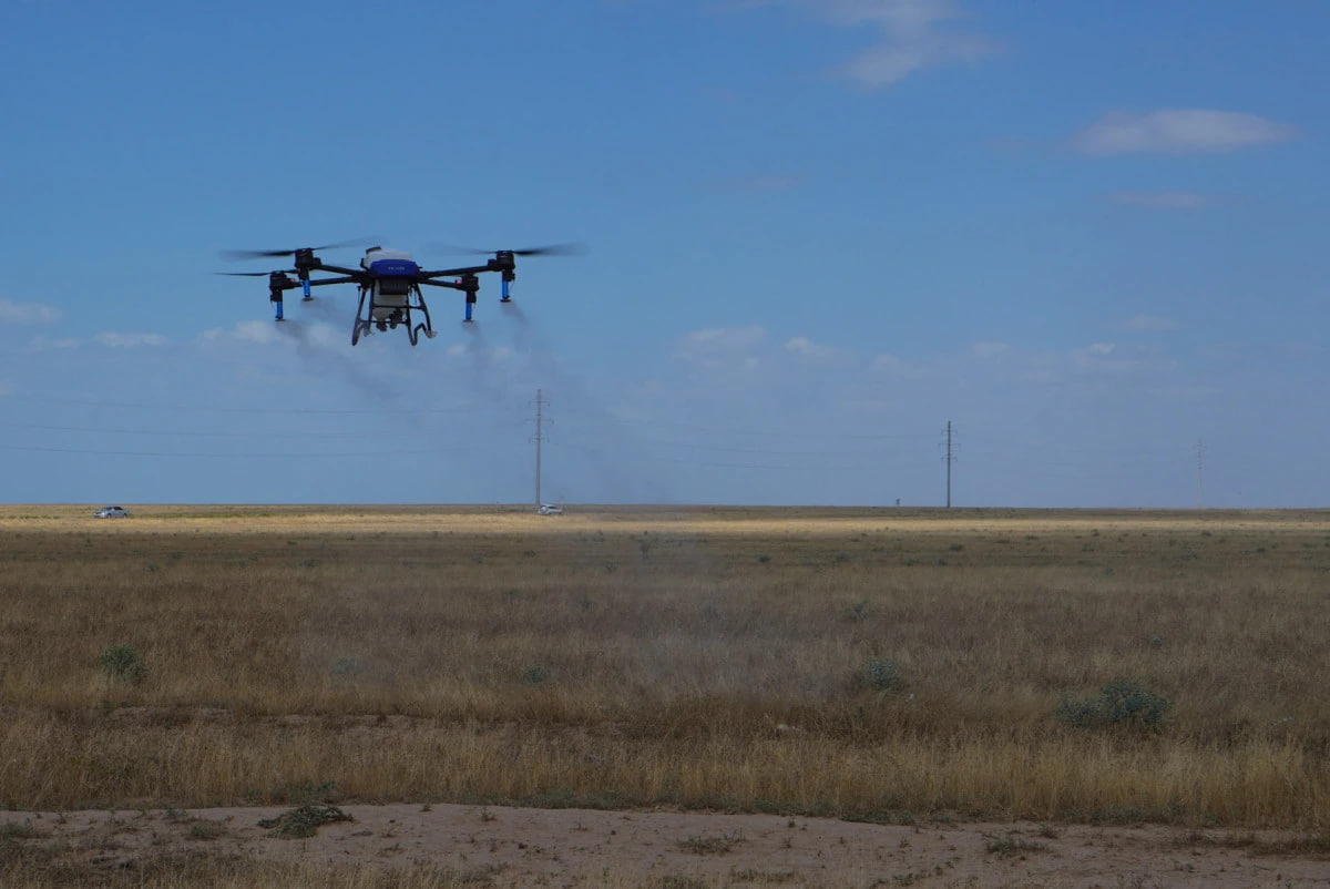 В Туркестанской области от самой опасной саранчи обработали 93% земель